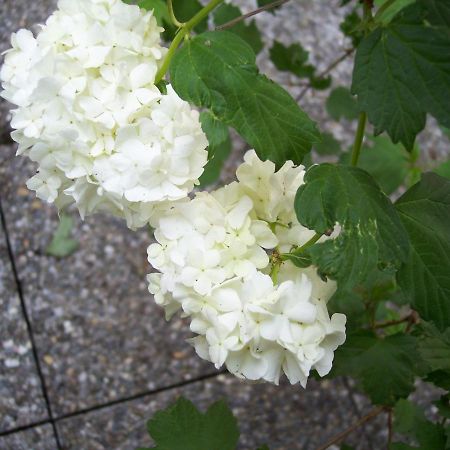 B&B Oasi Fiorita Trivero エクステリア 写真