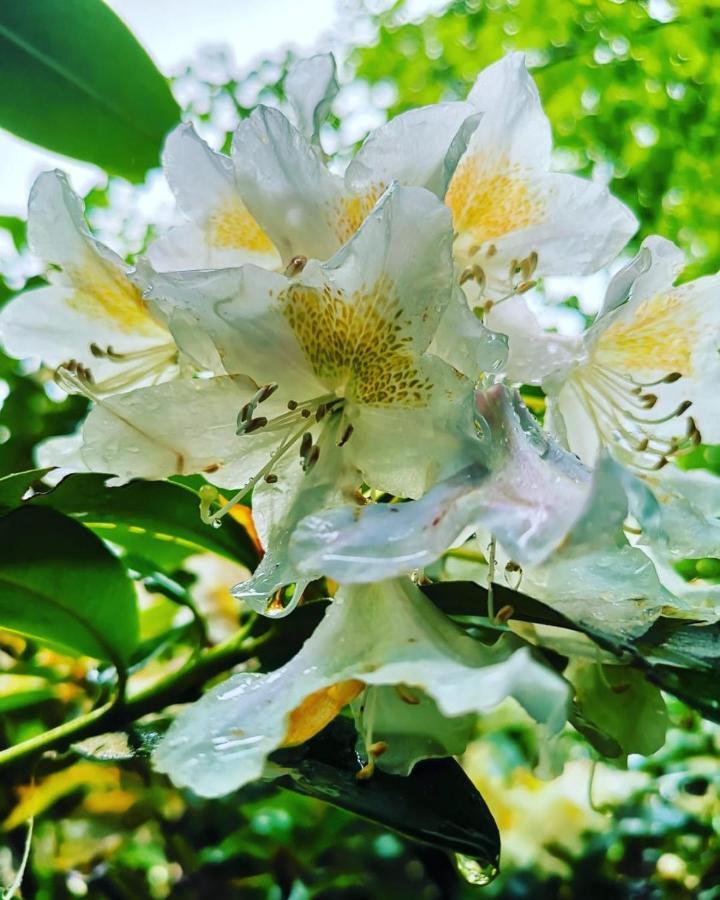 B&B Oasi Fiorita Trivero エクステリア 写真